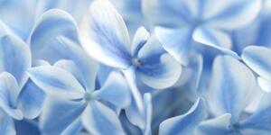 Obraz modro-bílé květy hortenzie - 100x50 cm