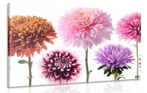 Obraz květiny jiřiny v různobarevném designu - 90x60 cm