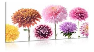 Obraz květiny jiřiny v rozmanitém designu - 100x50 cm