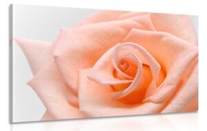 Obraz růže v broskvového odstínu - 120x80 cm