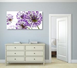 Obraz kvetoucí fialové květy česneku - 100x50 cm