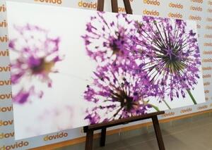 Obraz kvetoucí fialové květy česneku - 100x50 cm