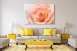 Obraz růže v broskvového odstínu - 60x40 cm