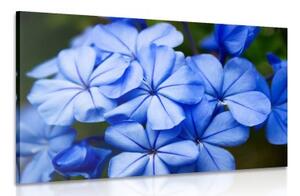 Obraz divoké modré květy - 120x80 cm