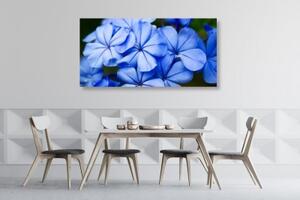 Obraz malebné modré květy - 100x50 cm
