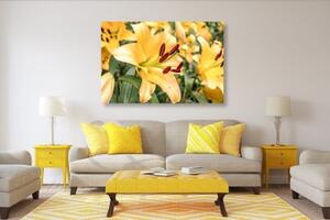 Obraz žlutá lilie - 60x40 cm