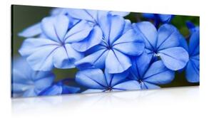 Obraz malebné modré květy - 100x50 cm