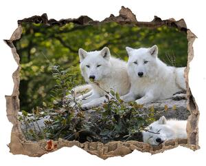 Fototapeta díra na zeď Bílí vlci skála nd-k-93949837