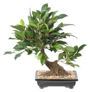 Umělá Bonsai Fíkus v misce, 38cm