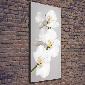Foto obraz na plátně Bílá orchidej pl-oc-50x125-f-133396361