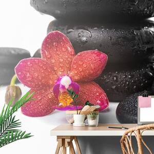 Samolepící tapeta orchidej a Zen kameny na bílém pozadí - 375x250 cm