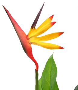 Umělá rostlina strelície královská pták z ráje 66 cm