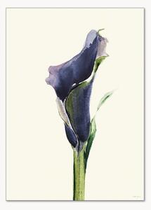 Plakát Calla Nero 1
