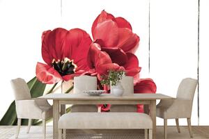 Fototapeta rozkvetlé červené tulipány