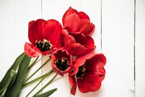 Fototapeta rozkvetlé červené tulipány
