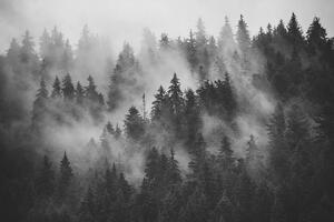 Fototapeta les v černobílé mlze