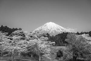 Fototapeta hora Fuji v černobílém