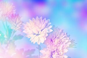 Tapeta květ chryzantémy