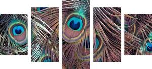 5-dílný obraz paví peříčko - 100x50 cm