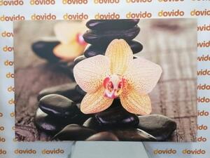 Obraz žlutá orchidej a Zen kameny - 60x40 cm