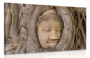 Obraz Budhů posvátný fíkovník - 120x80 cm