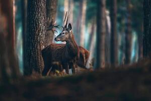 Fototapeta jelen v borovém lese