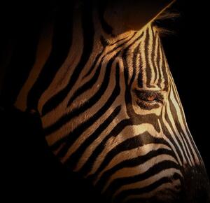 Fototapeta portrét zebry