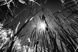 Fototapeta černobílá polní tráva