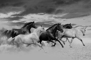 Tapeta černobílé stádo koní