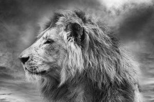 Tapeta africký lev v černobílém provedení