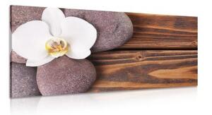 Obraz wellnes kameny a orchidej na dřevěném pozadí - 100x50 cm