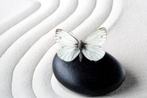 Obraz bílý motýl na černém kameni - 90x60 cm