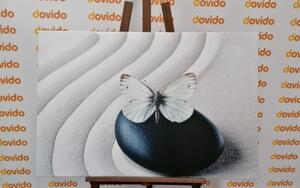 Obraz bílý motýl na černém kameni - 60x40 cm