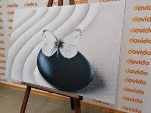 Obraz bílý motýl na černém kameni - 60x40 cm