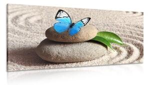 Obraz modrý motýl na Zen kameni - 100x50 cm