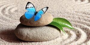 Obraz modrý motýl na Zen kameni - 100x50 cm