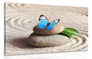 Obraz modrý motýl v Zen zahradě - 60x40 cm
