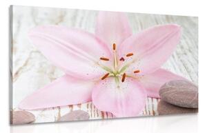 Obraz růžová lilie a Zen kameny - 60x40 cm