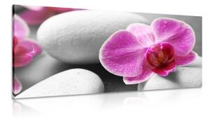 Obraz květiny orchideje na bílých kamenech - 100x50 cm