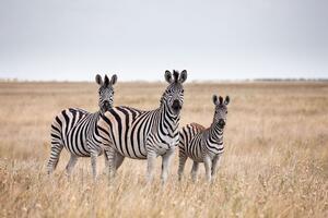 Fototapeta tři zebry v savanu