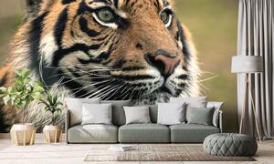 Fototapeta bengálský tygr