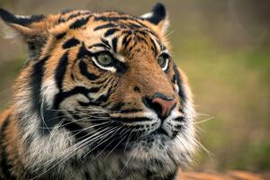 Fototapeta bengálský tygr