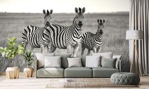 Fototapeta tři černobílé zebry v savanu