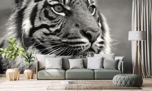 Fototapeta bengálský černobílý tygr