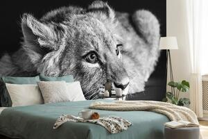 Fototapeta mládě lva v černobílém