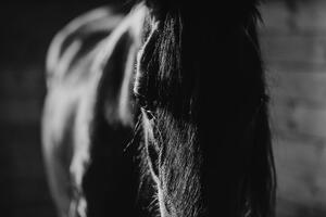 Fototapeta majestátní černobílý kůň