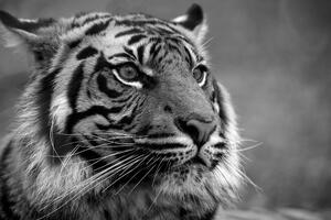 Fototapeta bengálský černobílý tygr
