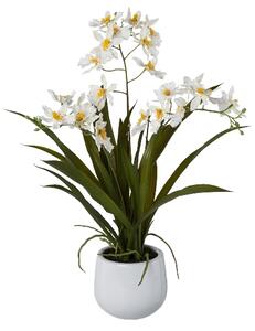 Orchidej Gambia bílá v květináči, 50cm