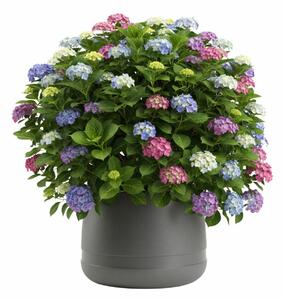 PLASTOVÝ KVĚTINÁČ LUNA VASE 42X32 CM ANTRACITOVÁ BS