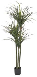 Umělá rostlina DRACAENA ANITA 198 cm Zelená